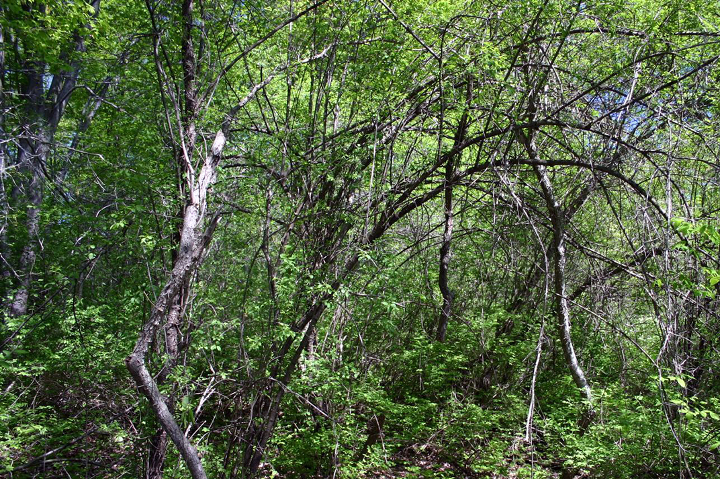 Battling Buckthorn in&nbsp;Minnesota